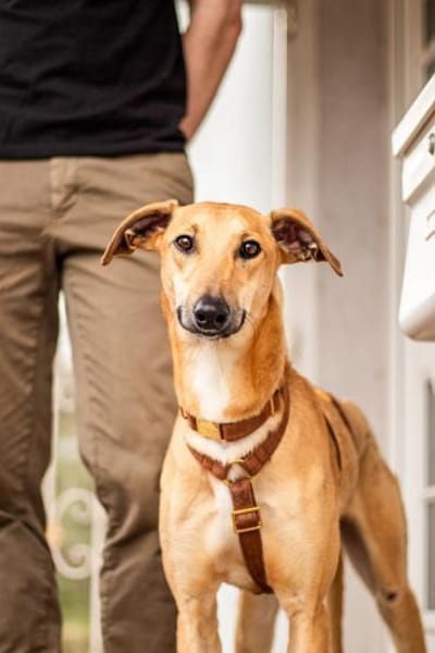 Tornado, sportlicher Gefährte, ca. 8 Mon