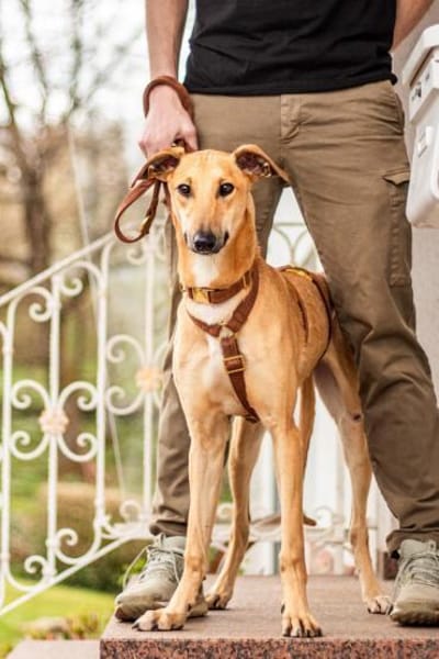 Tornado, sportlicher Gefährte, ca. 8 Mon