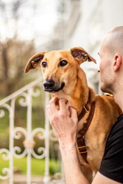 Tornado, sportlicher Gefährte, ca. 8 Mon