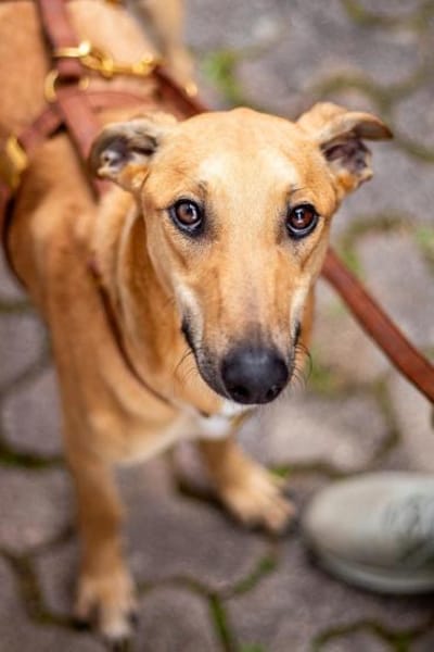 Tornado, sportlicher Gefährte, ca. 8 Mon