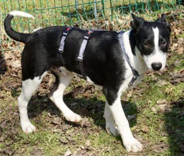 Marlo, agil, verspielt, neugierig