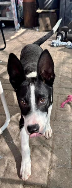 Marlo, agil, verspielt, neugierig