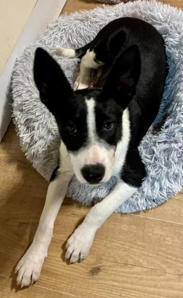 Marlo, agil, verspielt, neugierig