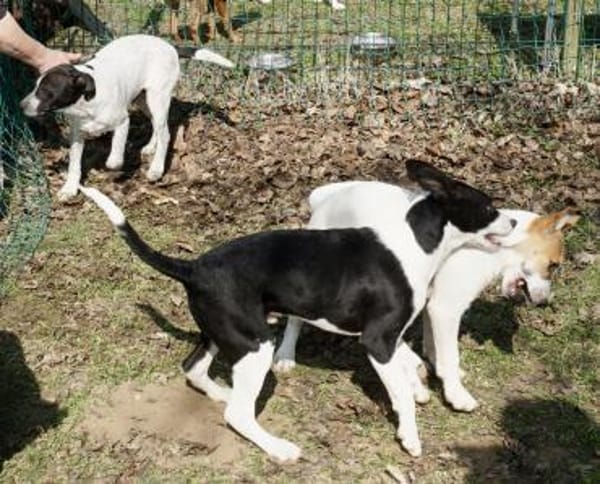 Marlo, agil, verspielt, neugierig