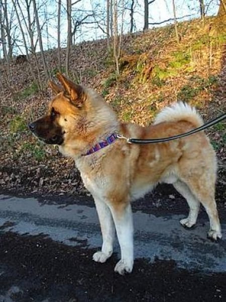 Akita-Inu sucht erfahrene Rasseliebhaber