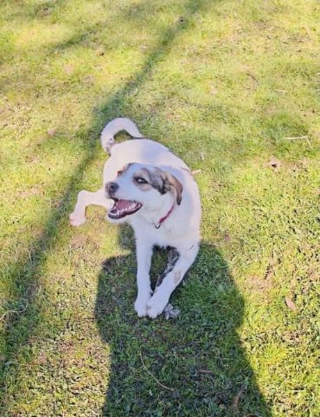 Super liebe Lilly sucht neues Zuhause