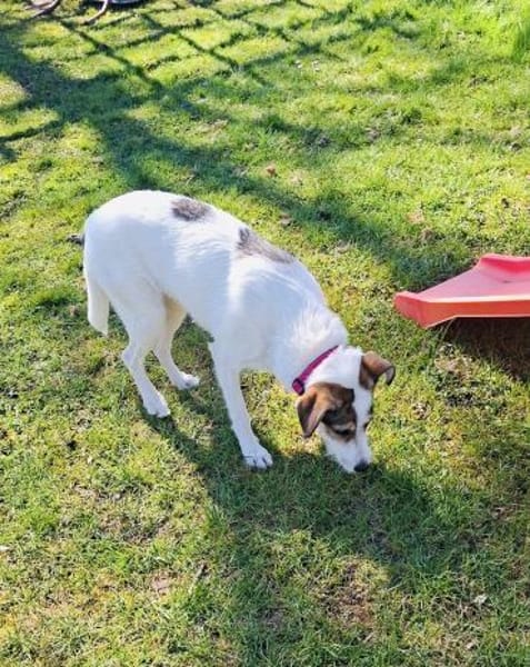 Super liebe Lilly sucht neues Zuhause