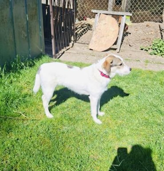 Super liebe Lilly sucht neues Zuhause