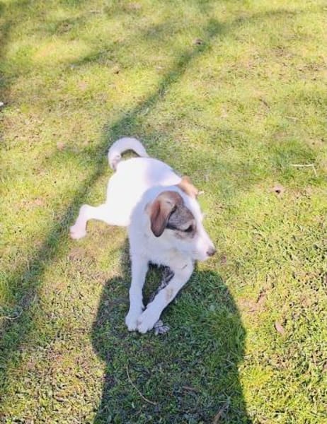 Super liebe Lilly sucht neues Zuhause