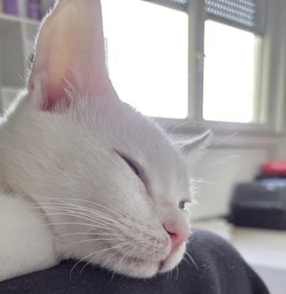 Kefir, verspielter Milchbub, ca. 10Monat