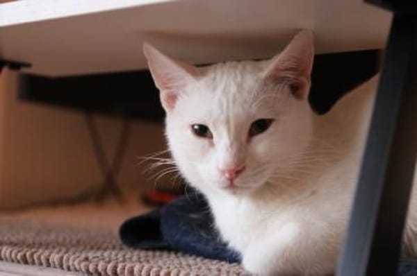 Kefir, verspielter Milchbub, ca. 10Monat