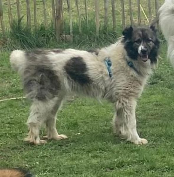 MARTHA auf PS in 65... Mudershausen