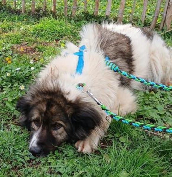 MARTHA auf PS in 65... Mudershausen