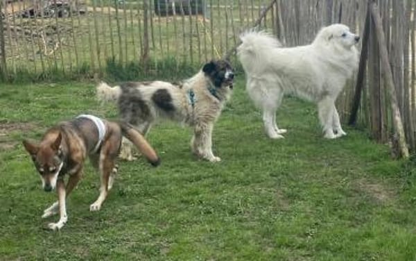 MARTHA auf PS in 65... Mudershausen