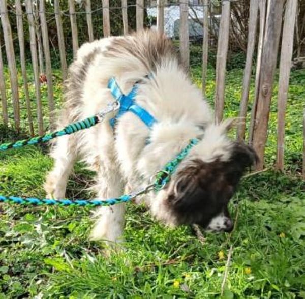 MARTHA auf PS in 65... Mudershausen