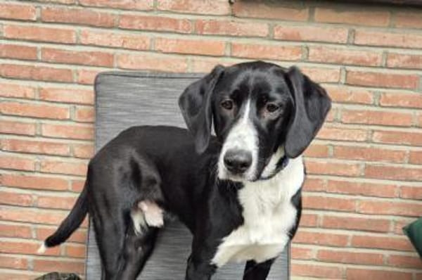 Araldo-wartet in 49124 Georgsmarienhütte