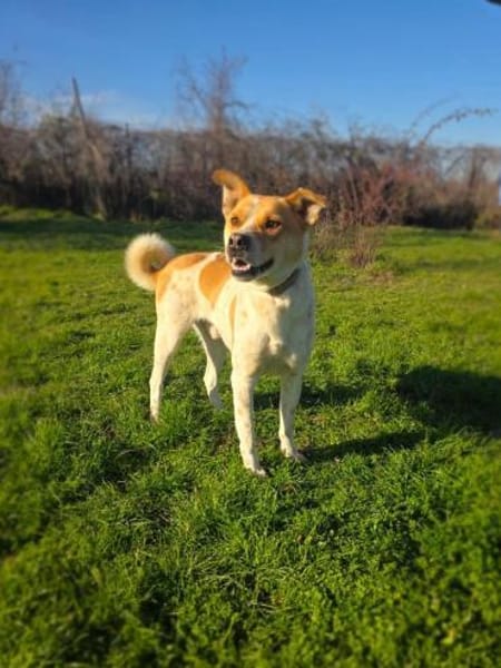 Ginger ein toller Familienhund