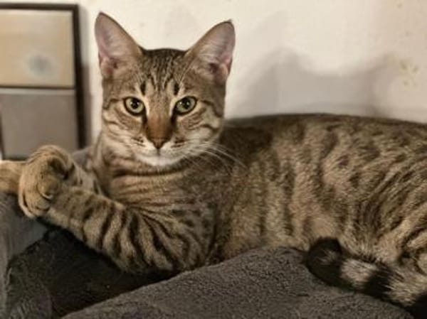 Saidy sucht sein Zuhause