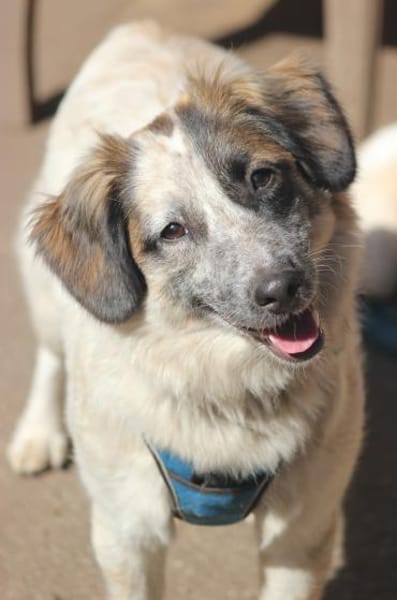 Wilma - Zuhause als Zweithund gesucht