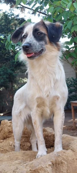 Wilma - Zuhause als Zweithund gesucht