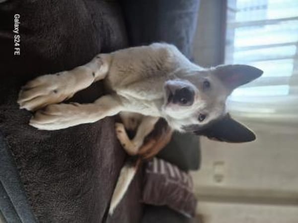 Odin ist kein gewöhnlicher Husky-Mix