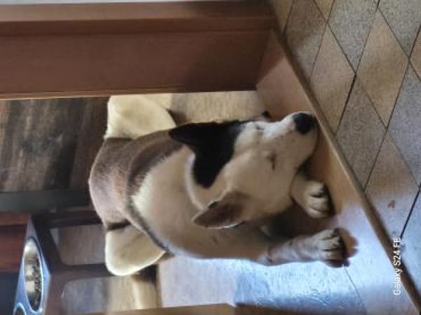 Odin ist kein gewöhnlicher Husky-Mix
