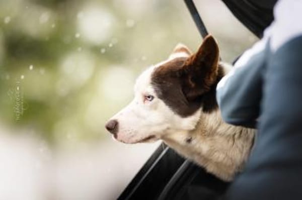 Odin ist kein gewöhnlicher Husky-Mix