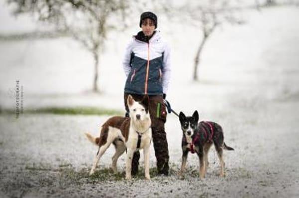 Odin ist kein gewöhnlicher Husky-Mix