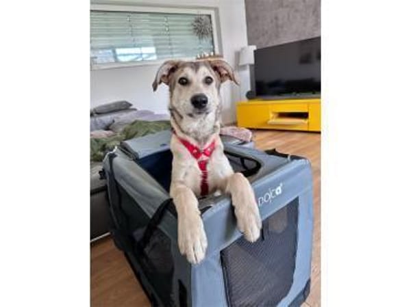 Khalil - wartet in 91275 Auerbach i.d.Op