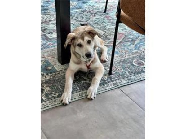 Khalil - wartet in 91275 Auerbach i.d.Op