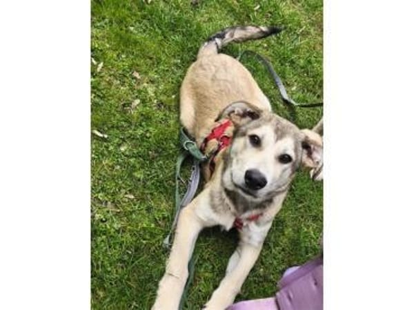 Khalil - wartet in 91275 Auerbach i.d.Op