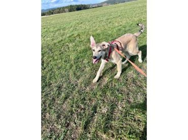 Khalil - wartet in 91275 Auerbach i.d.Op