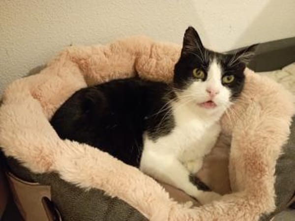 Zorro sucht sein Zuhause