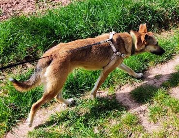 Auf Pflegestelle - Traumhündin 💛 Cindy
