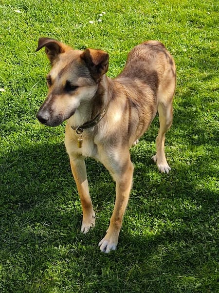 Auf Pflegestelle - Traumhündin 💛 Cindy