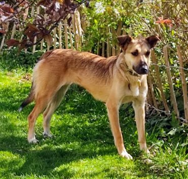 Auf Pflegestelle - Traumhündin 💛 Cindy