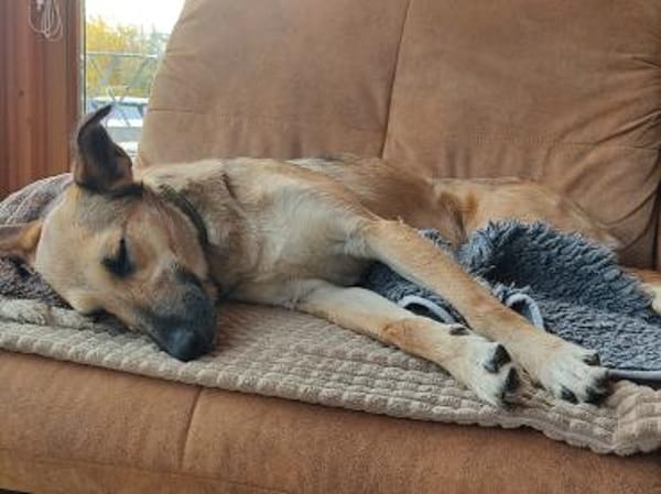 Auf Pflegestelle - Traumhündin 💛 Cindy