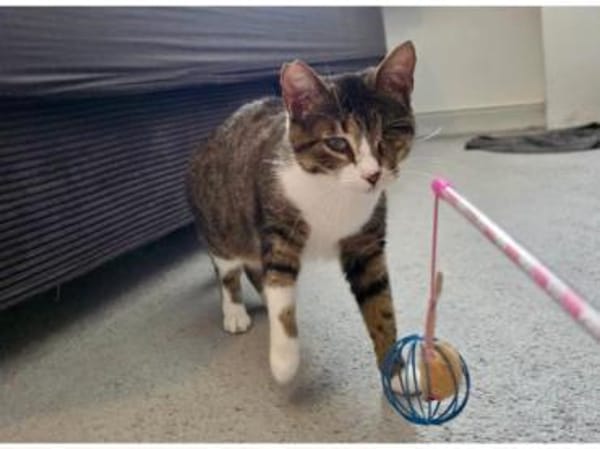 Lime, ruhige Gefährtin, ca. 1 Jahr