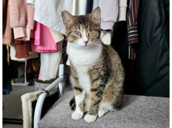 Lime, ruhige Gefährtin, ca. 1 Jahr