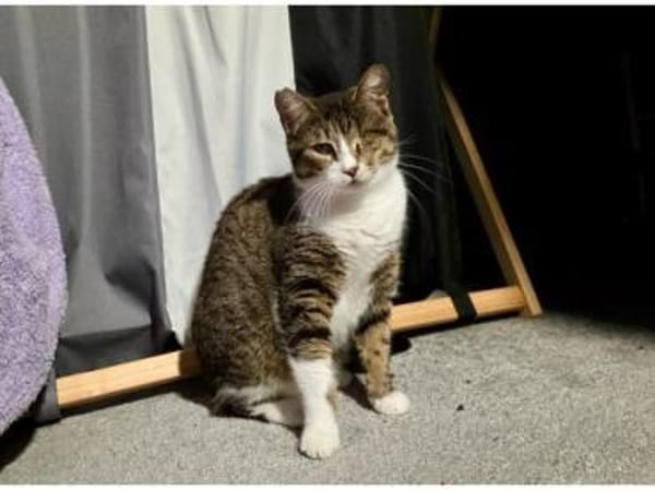 Lime, ruhige Gefährtin, ca. 1 Jahr