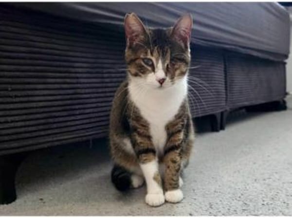 Lime, ruhige Gefährtin, ca. 1 Jahr