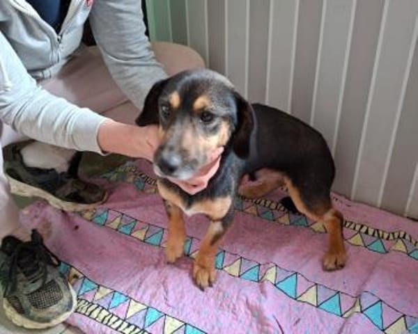 Bono, lebensfroher Sunnyboy, ca. 1 Jahr