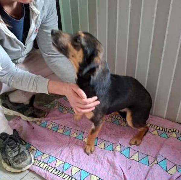 Bono, lebensfroher Sunnyboy, ca. 1 Jahr