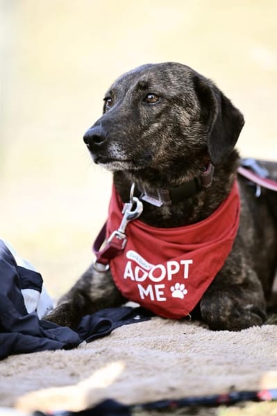 Teo - lieber Rüde sucht ein Zuhause