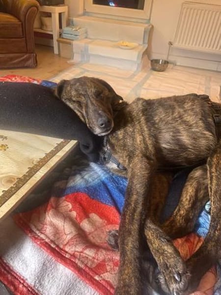 Teo - lieber Rüde sucht ein Zuhause