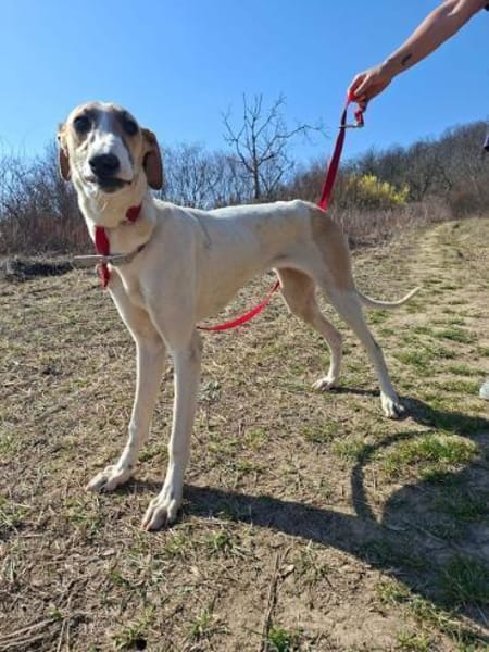 Siggi, zarter Windhund, ca. 8 Monate