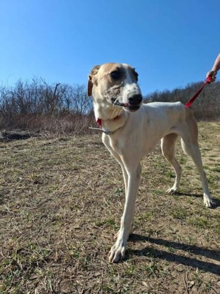 Siggi, zarter Windhund, ca. 8 Monate