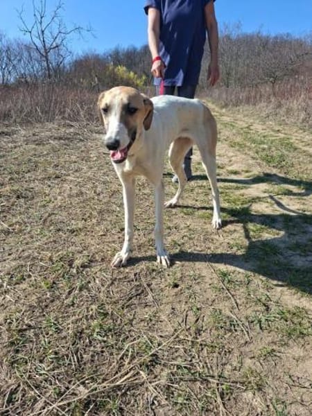 Siggi, zarter Windhund, ca. 8 Monate