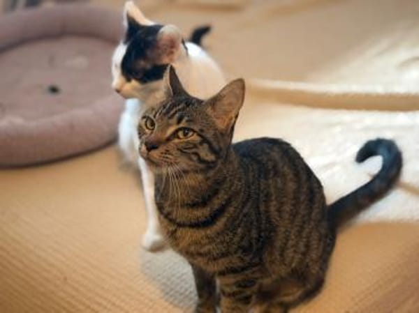 Dunja, kleine Entdeckerin, ca. 8 Monate