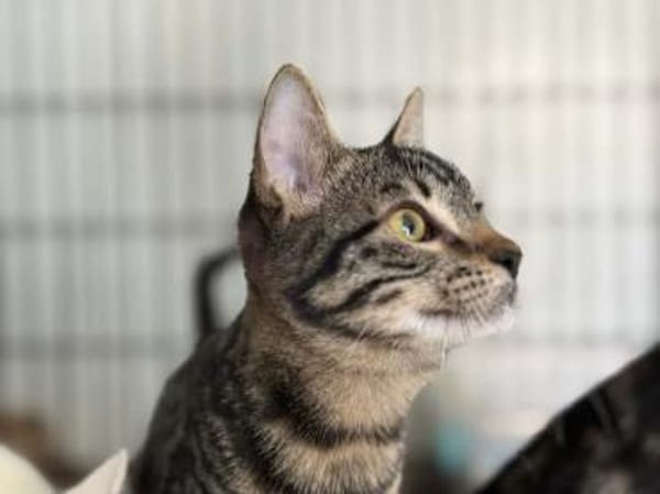 Dunja, kleine Entdeckerin, ca. 8 Monate